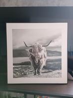 canvas schotse hooglander, Huis en Inrichting, Woonaccessoires | Schilderijen, Tekeningen en Foto's, Ophalen of Verzenden, 50 tot 75 cm