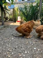 Cochin krielkip haan, Dieren en Toebehoren, Pluimvee, Mannelijk, Kip