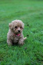 Toy poedel teefje pup Abrikoos, Dieren en Toebehoren, Poedel, Rabiës (hondsdolheid), 8 tot 15 weken, Teef