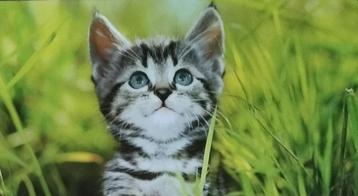 300 kattenfoto's op fotopapier. Grote & kleine foto's. beschikbaar voor biedingen