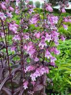 Zaden Penstemon digitalis Joke, Verzenden, Volle zon