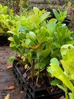 Laurier pootgoed p9 55 stuks, Ophalen of Verzenden, Overige soorten, Halfschaduw