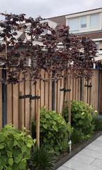 Fagus sylvatica 'Atropunicea' 🍁 (rode Leibeuk), Tuin en Terras, Planten | Bomen, Ophalen, Bloeit niet, Halfschaduw, Overige soorten