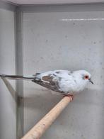 Mooie bonte diamantduif doffer, Dieren en Toebehoren, Mannelijk
