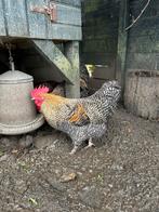 2 jonge hanen Orpington x Marans, Mannelijk, Kip