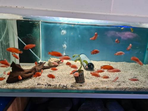 Hemichromis Exsul Cichliden, Dieren en Toebehoren, Vissen | Aquariumvissen, Zoetwatervis, Vis