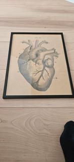 Poster anatomisch hart 32x42 cm, Ophalen of Verzenden