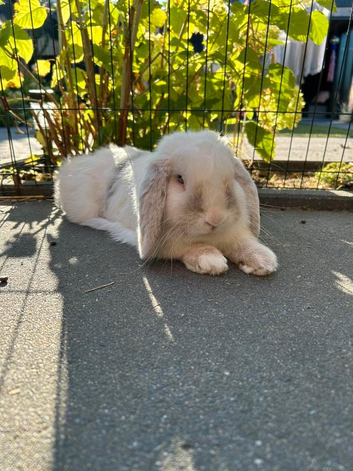 Konijn rammetje minilop zonder stamboom, Dieren en Toebehoren, Konijnen, Dwerg, Mannelijk