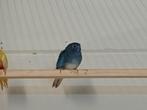 Te koop splendid, Dieren en Toebehoren, Vogels | Parkieten en Papegaaien, Meerdere dieren, Parkiet