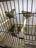 Kanaries, Meerdere dieren, Kleurkanarie