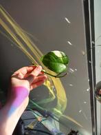 Pothos Marble Queen n.2, Huis en Inrichting, Kamerplanten, Ophalen, Overige soorten, Minder dan 100 cm