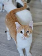 Vlammetje zoekt een baasje, Kater, Kortharig, 0 tot 2 jaar