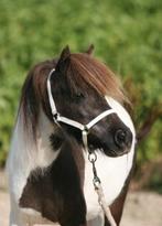 Extreem kleine en mooie mini merrie, Merrie, A pony (tot 1.17m), Recreatiepony, 3 tot 6 jaar