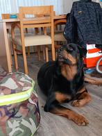 Rottweiler met stamboom, Ophalen of Verzenden