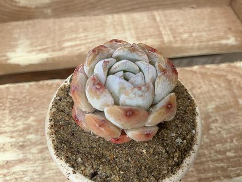 Echeveria Orange Monroe, Huis en Inrichting, Kamerplanten, Vetplant, Ophalen of Verzenden