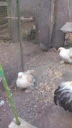 Cochin kriel trio, Dieren en Toebehoren, Pluimvee, Vrouwelijk, Kip