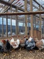 Wyandotte kriel kippen |Allerlei kleuren | Tamme kippen, Dieren en Toebehoren, Pluimvee, Meerdere dieren, Kip