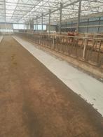 Gebruikt  rundvee voerhek, Dieren en Toebehoren