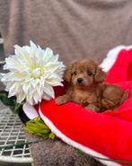 kleine abricot & choco maltipoo puppys ️❤️, Dieren en Toebehoren, Honden | Chihuahua's en Gezelschapshonden, Overige rassen, CDV (hondenziekte)
