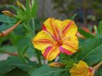 Mirabilis Jalapa zaden 20 stukjes, Ophalen of Verzenden, Voorjaar, Volle zon, Zaad
