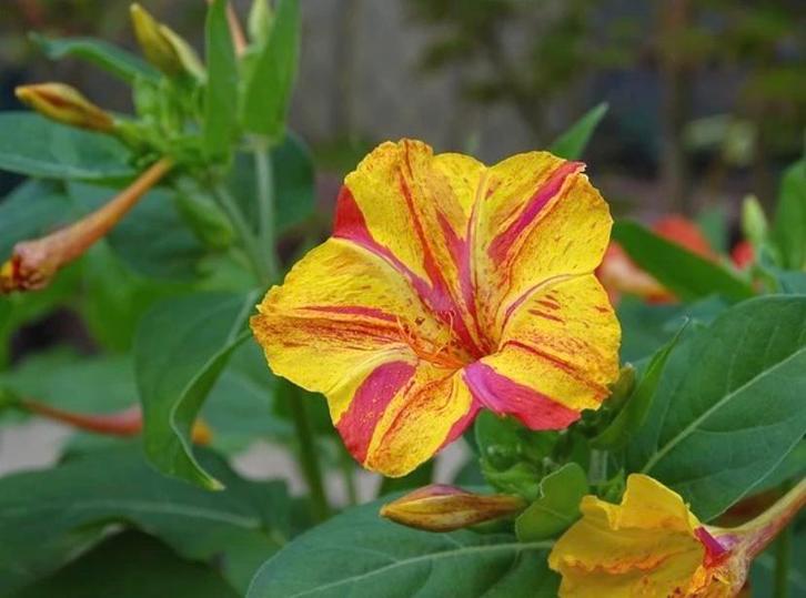 Mirabilis Jalapa zaden 20 stukjes, Tuin en Terras, Bloembollen en Zaden, Zaad, Voorjaar, Volle zon, Ophalen of Verzenden