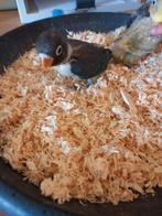 Baby dwergpapagaaien voor handtam, Geslacht onbekend, Dwergpapegaai of Agapornis