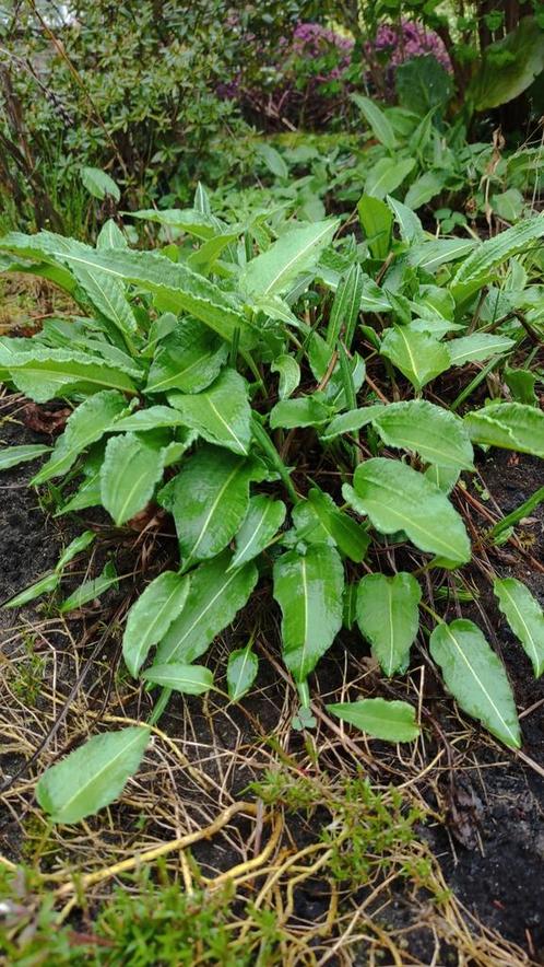 Adderwortel stekjes roze bloeiend zomer, Tuin en Terras, Planten | Tuinplanten, Vaste plant, Overige soorten, Halfschaduw, Zomer
