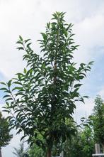 Portugese laurier brenelia prunus novita groene afscheiding, Tuin en Terras, Laurier, Ophalen, 250 cm of meer