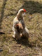 Verschillende Cochin orpinton brahma haantjes, Dieren en Toebehoren, Pluimvee, Mannelijk, Kip