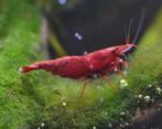 Red Cherry /Vuurgarnalen -Painted Fire Red *Excellent grade*, Kreeft, Krab of Garnaal