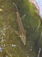 Steur, Dieren en Toebehoren, Steur