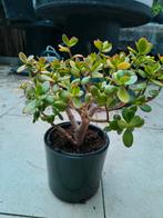 Vet plant,groot te koop rotterdam, Ophalen, Zomer, Volle zon