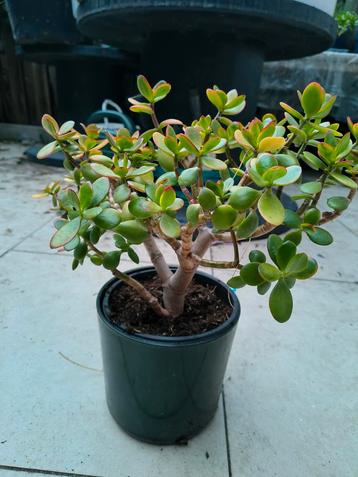 Vet plant,groot te koop rotterdam beschikbaar voor biedingen