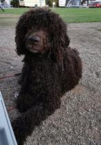 Herplaatsing hond, 6 jaar of ouder, Reu, CDV (hondenziekte), Eén hond