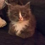2 lieve maine coon x ragdoll kittens / poes en kater, Dieren en Toebehoren, Katten en Kittens | Raskatten | Langhaar, Meerdere dieren