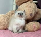 *** Ragdoll Kittens ***, Dieren en Toebehoren, Katten en Kittens | Raskatten | Langhaar, Kater, Gechipt, 0 tot 2 jaar