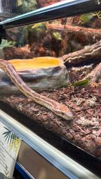 Rode rattenslang, Dieren en Toebehoren, Reptielen en Amfibieën, Slang