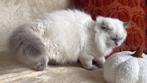 Yuna – Brits Langhaar poes (colourpoint)  met een stamboom, Dieren en Toebehoren, Katten en Kittens | Raskatten | Langhaar, Poes