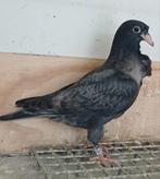 Kleurpostduif, Dieren en Toebehoren, Vogels | Duiven, Postduif