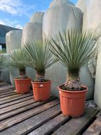 Aanbieding! Yucca rostrata’s groot en klein, Tuin en Terras, Planten | Tuinplanten, Verzenden, Overige soorten, Volle zon