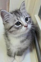 3 Lieve Perzische langhaar kittens te koop, Dieren en Toebehoren, Meerdere dieren, Langharig, 0 tot 2 jaar