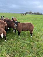 Zwartbles dekrammen, Dieren en Toebehoren, Mannelijk, Schaap