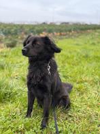 Herplaatser Kooiker Markies reu herplaatsing, Reu, Eén hond, Nederland, Particulier