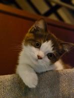 Brits korthaar kitten, poesje chocolate/bruin/white, Dieren en Toebehoren, Katten en Kittens | Raskatten | Korthaar, Poes, Ontwormd