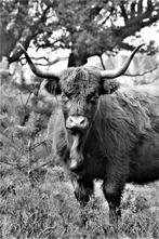 Hobby fotograaf!, Ophalen of Verzenden, Voor 1920, Paard