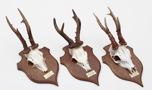 3 x zesender REE GEWEI op groot eikenhouten schild -  set  S, Verzamelen, Dierenverzamelingen, Gebruikt, Gewei of Kop, Hert, Ophalen of Verzenden