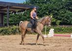Prachtige 3-jarige bereden Arabier, grote maat, Minder dan 160 cm, Gechipt, Ruin, Dressuurpaard