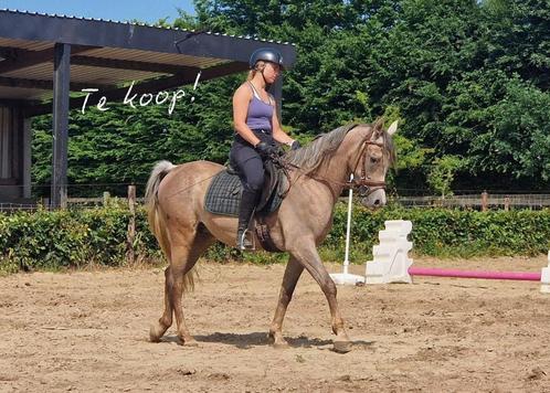 Prachtige 3-jarige bereden Arabier, grote maat, Dieren en Toebehoren, Paarden, Ruin, Zadelmak, Minder dan 160 cm, 3 tot 6 jaar