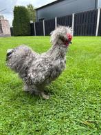 Grijze USA Zijdehoen haan, Dieren en Toebehoren, Pluimvee, Mannelijk, Kip