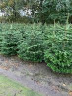 kerstbomen Nordmann, Tuin en Terras, Planten | Bomen, Bloeit niet, Overige soorten, 100 tot 250 cm, Ophalen